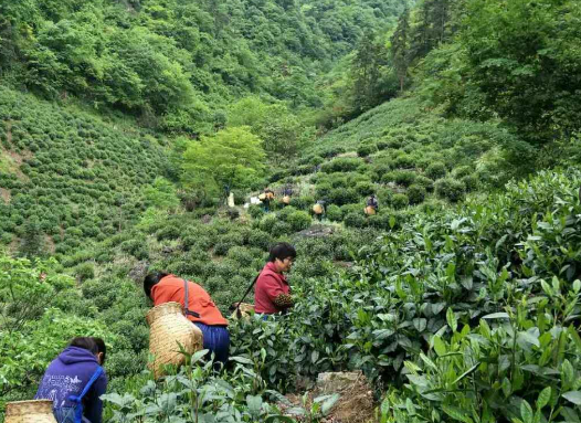 江西省农业农村厅关于公开征求《江西省茶产业发展条例（征求意见稿）》意见的通知