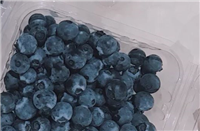 攀枝花市联农带农发展壮大蓝莓产业