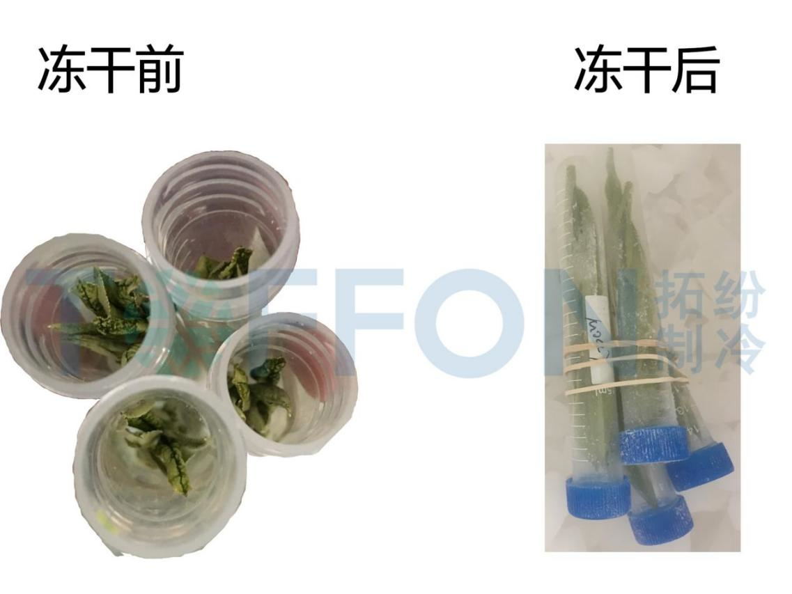 凍干機制作凍干茶葉的優(yōu)勢